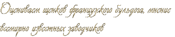 Оцениваем щенков французского бульдога, мнение всемирно известных заводчиков Оцениваем щенков французского бульдога, мнение всемирно известных заводчиков