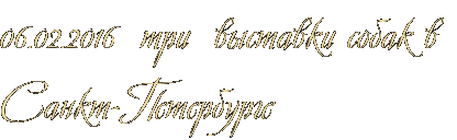 06.02.2016 три выставки собак в Санкт-Петербурге 06.02.2016 три выставки собак в Санкт-Петербурге