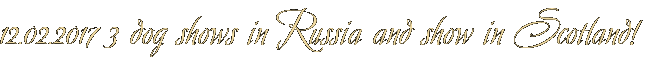12.02.2017 3 dog shows in Russia and show in Scotland! 12.02.2017 3 dog shows in Russia and show in Scotland!