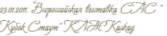 29.01.2011. Всероссийская выставка САС " Кубок Стаут" КЛЖ Каскад 29.01.2011. Всероссийская выставка САС " Кубок Стаут" КЛЖ Каскад